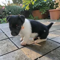 Luke, a male Jack Russell Terrier for sale in Stoutland, MO – 2 of 2
