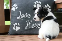 Cora, a female Papillon for sale in Stoutland, MO – 2 of 5