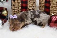 Brittany, a female Yorkshire Terrier for sale in Stoutland, MO – Photo 4 of 4