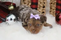 Brittany, a female Yorkshire Terrier for sale in Stoutland, MO – Photo 1 of 4