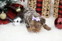 Brittany, a female Yorkshire Terrier for sale in Stoutland, MO – Photo 3 of 4