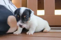 Scott, a female Jack Russell Terrier for sale in Stoutland, MO – 4 of 4
