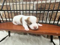 Jack, a male Jack Russell Terrier for sale in Stoutland, MO – 4 of 4