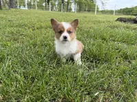 Willy, a male Pembroke Welsh Corgi for sale in Stoutland, MO – 4 of 4