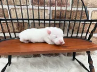 Jane, a female Jack Russell Terrier for sale in Stoutland, MO – 2 of 3