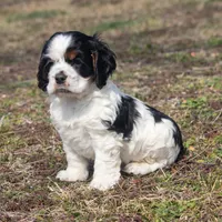 Timmy, a male Cocker Spaniel for sale in Stoutland, MO – Photo 2 of 6