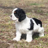 Timmy, a male Cocker Spaniel for sale in Stoutland, MO – Photo 1 of 6
