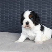 Timmy, a male Cocker Spaniel for sale in Stoutland, MO – Photo 3 of 6
