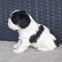 Timmy, a male Cocker Spaniel for sale in Stoutland, MO – Photo 5 of 6