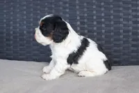 Timmy, a male Cocker Spaniel for sale in Stoutland, MO – Photo 3 of 4