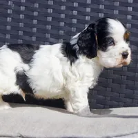 Timmy, a male Cocker Spaniel for sale in Stoutland, MO – Photo 6 of 6