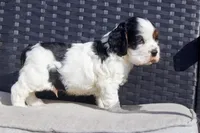 Timmy, a male Cocker Spaniel for sale in Stoutland, MO – Photo 4 of 4