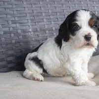 Timmy, a male Cocker Spaniel for sale in Stoutland, MO – Photo 4 of 6
