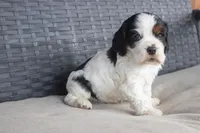 Timmy, a male Cocker Spaniel for sale in Stoutland, MO – Photo 2 of 4