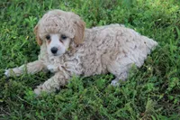 Ginger, a female Poodle - Miniature  for sale in Stoutland, MO – 3 of 3