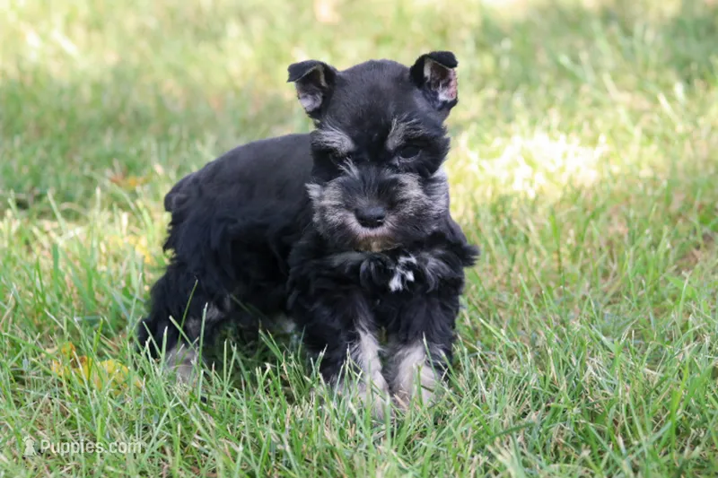 Maggie – Miniature Schnauzer puppy for sale in Stoutland, MO