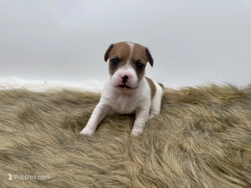 Lilly – Jack Russell Terrier puppy for sale in Stoutland, MO