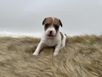 Lilly, a female Jack Russell Terrier for sale in Stoutland, MO – 1 of 4