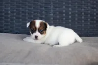 Phoebe, a female Jack Russell Terrier for sale in Stoutland, MO – Photo 4 of 4