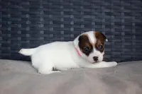 Phoebe, a female Jack Russell Terrier for sale in Stoutland, MO – Photo 1 of 4