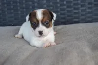 Phoebe, a female Jack Russell Terrier for sale in Stoutland, MO – Photo 2 of 4