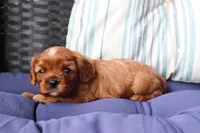 Rex, a male Cavalier King Charles Spaniel for sale in Stoutland, MO – 2 of 3