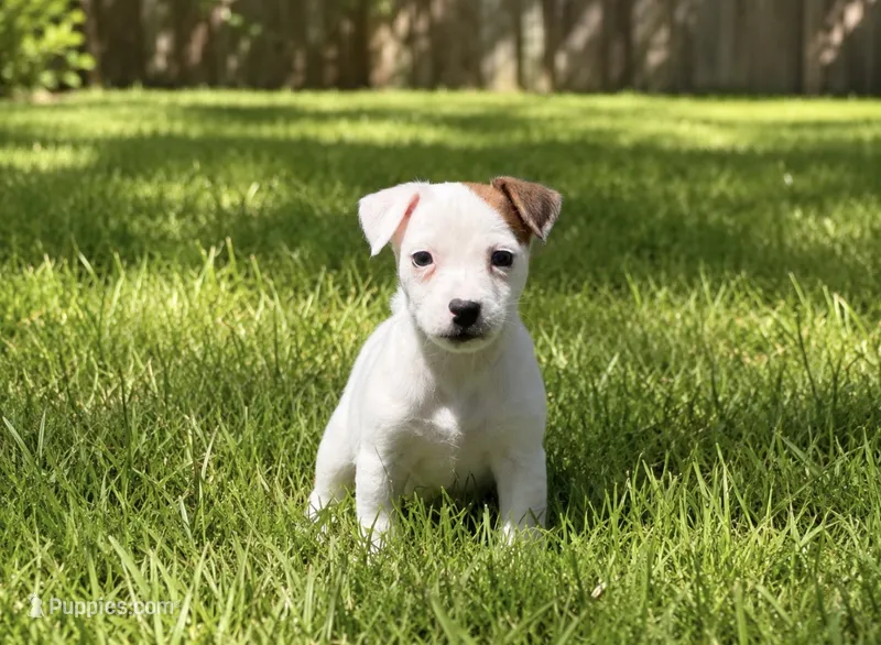 Jane – Jack Russell Terrier puppy for sale in Stoutland, MO