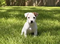 Jane, a female Jack Russell Terrier for sale in Stoutland, MO – 1 of 9