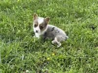 Winnie, a female Pembroke Welsh Corgi for sale in Stoutland, MO – 2 of 4