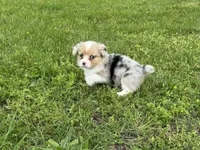 Wanda, a female Pembroke Welsh Corgi for sale in Stoutland, MO – 4 of 4