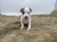 Billy, a male Jack Russell Terrier for sale in Stoutland, MO – 3 of 3