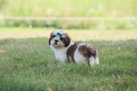 AKC Molly, a female Lhasa Apso for sale in Stoutland, MO – 3 of 4