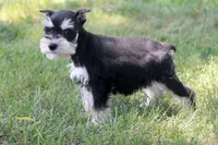 Jewels, a female Miniature Schnauzer for sale in Stoutland, MO – 3 of 8