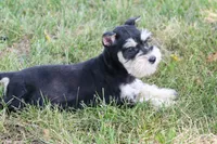 Jewels, a female Miniature Schnauzer for sale in Stoutland, MO – 8 of 8