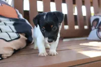 Mark, a male Jack Russell Terrier for sale in Stoutland, MO – 4 of 4