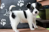 Cora, a female Papillon for sale in Stoutland, MO – 5 of 5