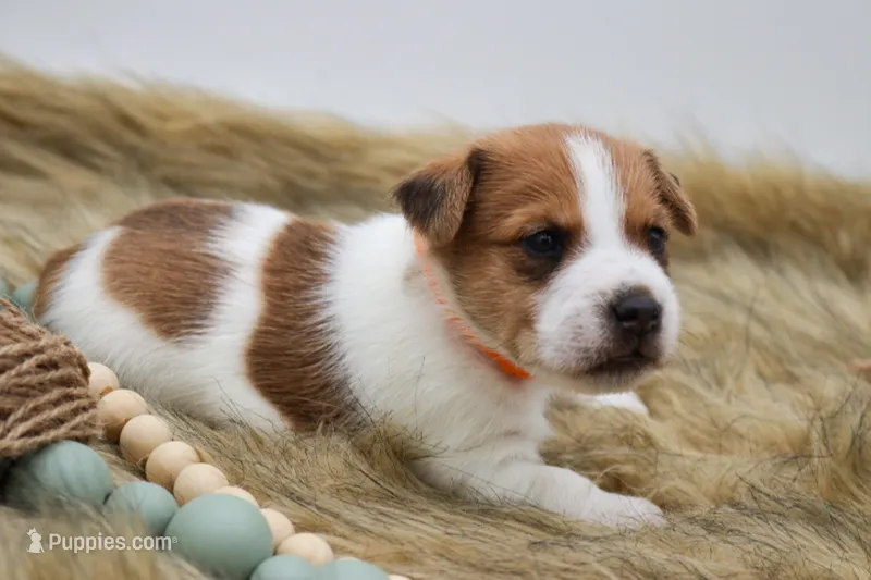 James – Jack Russell Terrier puppy on hold in Stoutland, MO