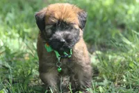 AKC Sadie, a female Soft Coated Wheaten Terrier for sale in Stoutland, MO – 6 of 7