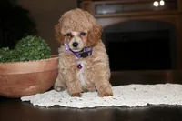 Sugar, a female Poodle - Miniature  for sale in Stoutland, MO – 1 of 3
