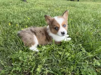 Willy, a male Pembroke Welsh Corgi for sale in Stoutland, MO – 3 of 4