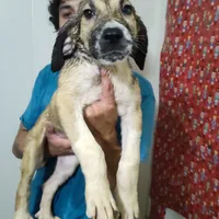 Alabai x Malakli Male, a male Kangal Dog and Central Asian Shepherd for sale in Gainesville, TX – 1 of 1