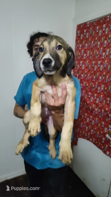 Alabai x Malakli Male