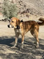 Alabai x Malakli Female, a female Kangal Dog and Central Asian Shepherd for sale in Gainesville, TX – 2 of 3