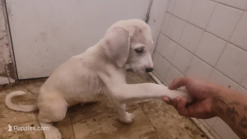 Alabai x Malakli female – Kangal Dog, Central Asian Shepherd puppy for sale in Gainesville, TX