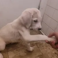 Alabai x Malakli female, a female Kangal Dog and Central Asian Shepherd for sale in Gainesville, TX – Photo 2 of 2