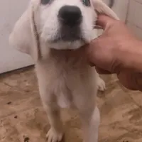 Alabai x Malakli female, a female Kangal Dog and Central Asian Shepherd for sale in Gainesville, TX – Photo 1 of 2