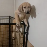 Alabai x Malakli Female, a female Kangal Dog and Central Asian Shepherd for sale in Gainesville, TX – 1 of 1