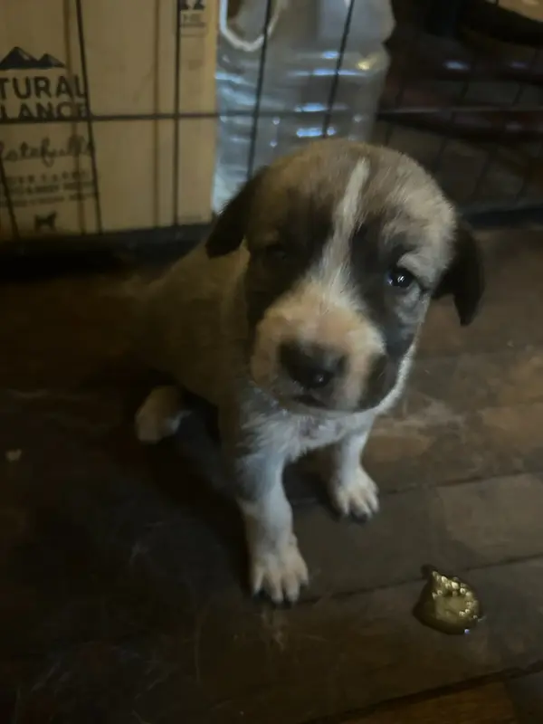 Alabai x Malakli Female