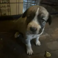 Alabai x Malakli Female, a female Kangal Dog and Central Asian Shepherd for sale in Gainesville, TX – 1 of 1