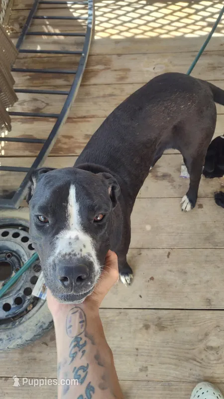 Free puppy – Dogo Argentino, Cane Corso puppy for sale in Gainesville, TX